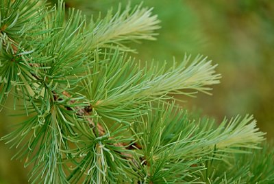 Larix kaempferi - modřín japonský - jarní výhonky